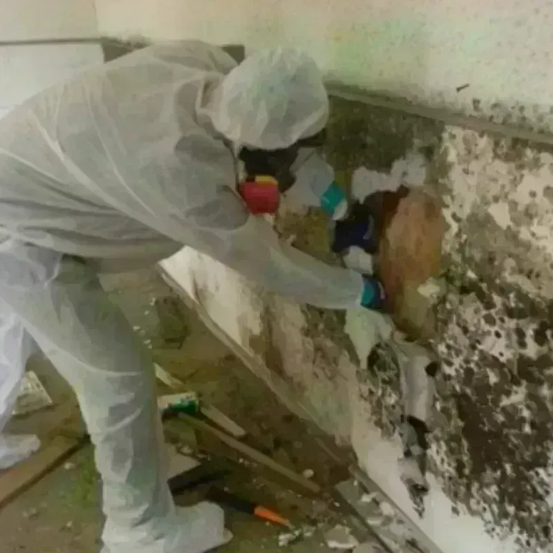 Mold Remediation and Removal in Loving County, TX